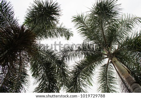 Palm tree on white backgroud.