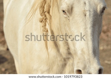 White horse with braids.