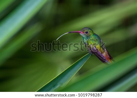 close up of a beautiful rufous tailed hummingbird perched on a green leaf with a natural out of focus background
