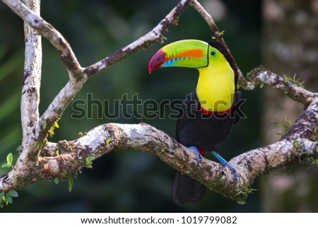 Close up of a keel billed toucan perched on a tree branch in tropical Costa Rica