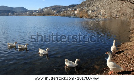 White geese in front of the lake Orestiada in Kastoria town, Greece