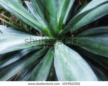 Agave plant green flower logo colorful top view isolated on garden background. This has clipping path.