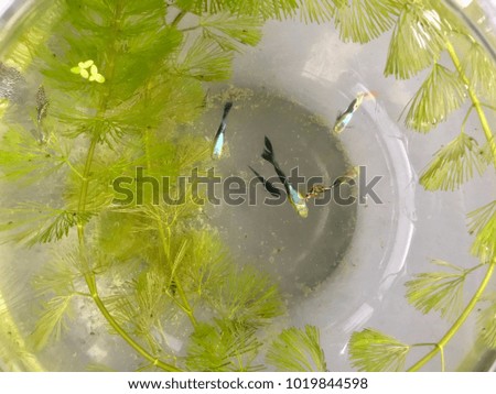 Fish jar, colorful fishes in the bottle with water plant