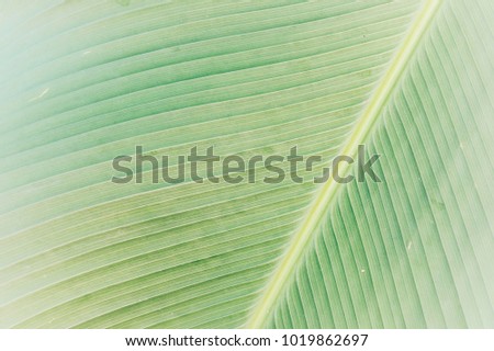 Green leaf pattern background.