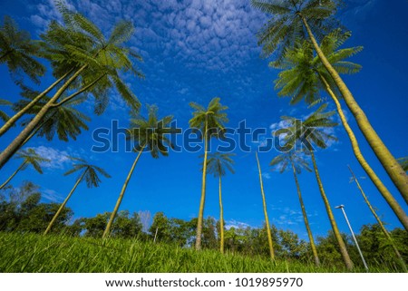 Tree top with beautiful blue sky as a background