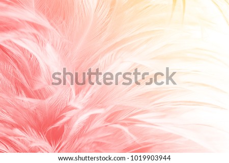 Beautiful red-pink colors tone feather with orange light texture background,trends color
