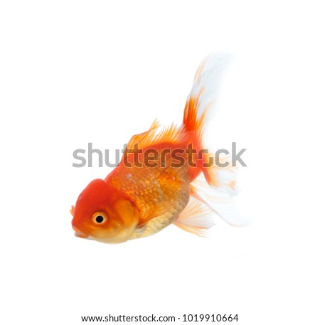 Gold fish on the white background