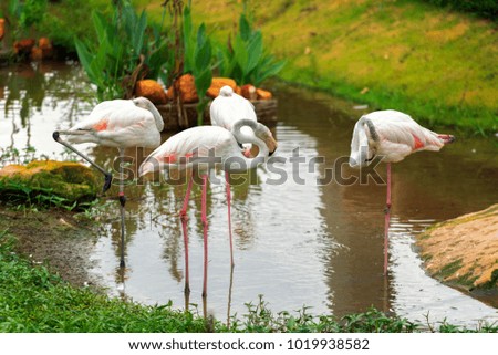 flamingo live on swamp