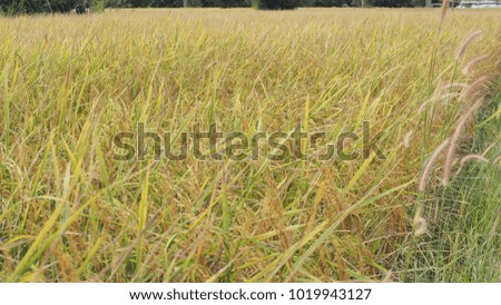 Rice field in Thailand