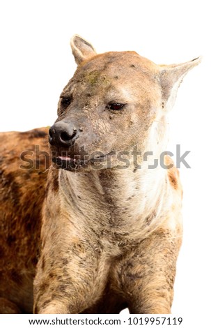Hyena isolated on the white background