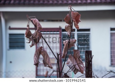 dried leaves at outside house