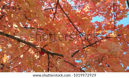 Orange color leaves image which can be used as a background image or texture use