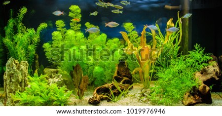 The view of freshwater aquarium with tropical fish, shrimps and water plants