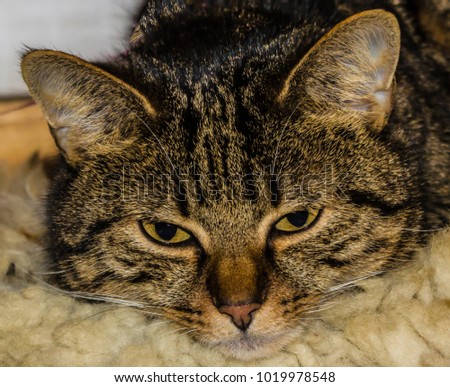 face of an european house cat, tabby, tiger catÂ´s face