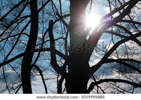 Silhouette of tree branches