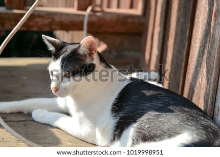 Black and white cat sit on wooden floor.
