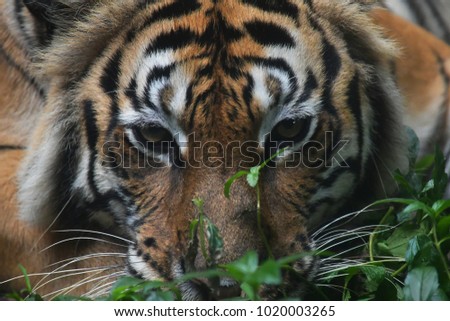 Close up picture of the tiger face, the animal hunter in the forest.