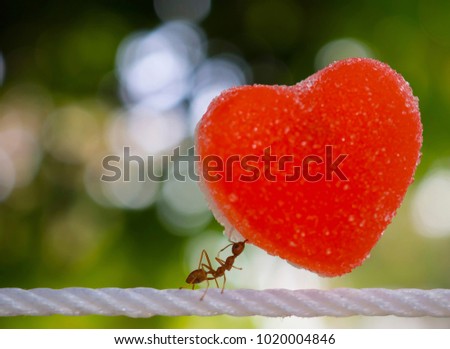 i love you,ants carry heart on white rope in green background. love valentines