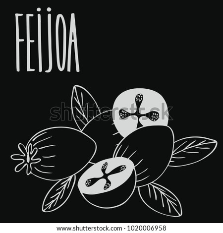 Isolate ripe guava fruits or feijoa as chalk on blackboard. Close up clipart in chalkboard style. Hand drawn icon. Vector illustration
