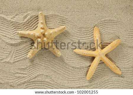 starfish  on the beach, vacation memories