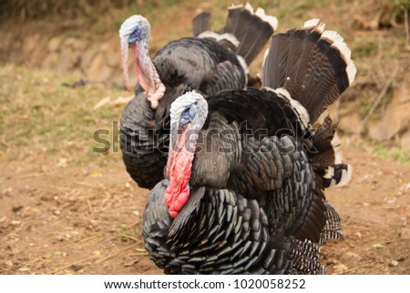 
two turkeys are playing