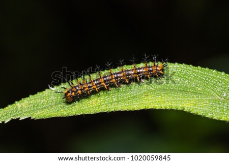 Close up of Yellow coster (Acraea issoria) caterpillar on its host plant leaf