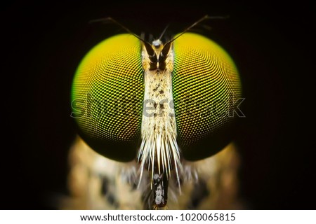 Macro shot. The Calliphoridae (commonly known as blow fly, carrion fly, bluebottle, greenbottle, or cluster fly) are a family of insects in the order Diptera.Showing of eyes detail.Insect life concept Royalty-Free Stock Photo #1020065815