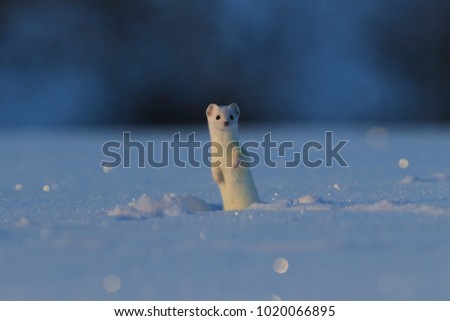 stoat (Mustela erminea),short-tailed weasel in the  Winter Germany