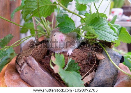 Blurred picture of a chubby brown-and-white hamster hinding in a plant pot