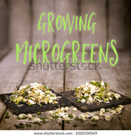microgreens in front of a wooden rustic background and text