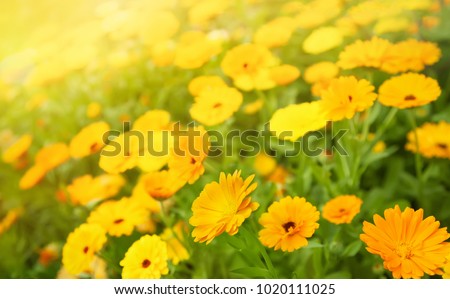 Blurred summer background with Marigold flowers field in sunlight. Beautiful nature scene with blooming calendula officinalis in Summertime. Colorful Horizontal floral Wallpaper or Web banner.