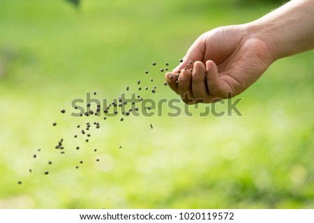 Man's hand is sowing fertilizer. Important steps to take care of plants. Royalty-Free Stock Photo #1020119572