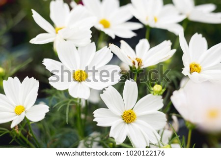 Close up Natural flowers background.  Amazing view of colorful  flowering in the garden and green grass landscape Overhead view with copy space and template floral background.