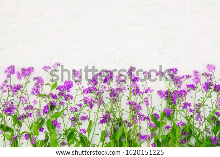 Beautiful Nature Summer Flower background with copy space for design. Border of many small purple wildflowers at the bottom white background. Top view. Greeting card for mother's day, birthday, Easter