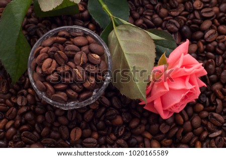 Coffee beans and rose background. Aromatic coffee beans. Close up of coffee beans. 