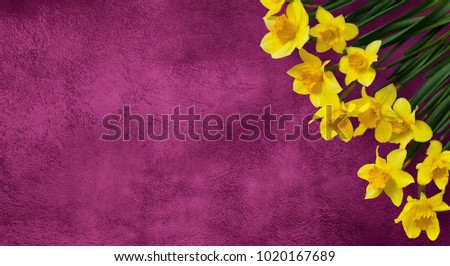Amazing grunge background with Yellow flowers daffodils on red texture. Beautiful Greeting Card for Mothers Day, Birthday, Women's day. Top view, Flat lay. Wide Screen Web banner With Copy Space