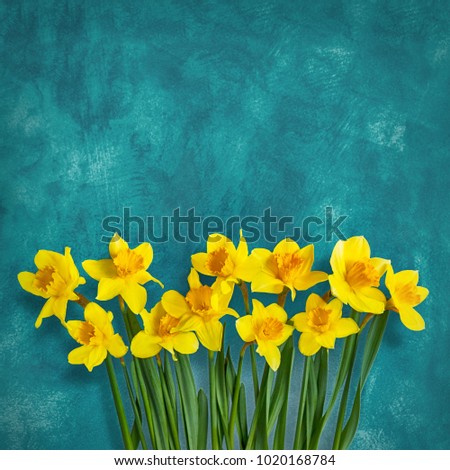 Amazing grunge background with Yellow flowers daffodils on turquoise texture. Beautiful Colorful Greeting Card for Mothers Day, Birthday, Women's day. Top view, Flat lay. Web banner With Copy Space