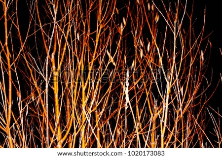 mysterious branches on a dark background