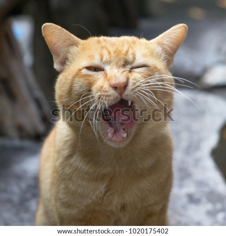 Orange cat yawning his mouth show his canine tooth. Square picture. Animal portrait