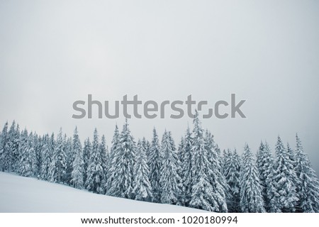 Pine trees covered by snow on mountain Chomiak. Beautiful winter landscapes of Carpathian mountains, Ukraine. Frost nature.
