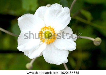 A single white and yellow Japanese Anenome flower Royalty-Free Stock Photo #1020186886