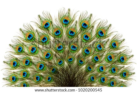 Peacock feathers. Carnival. Royalty-Free Stock Photo #1020200545