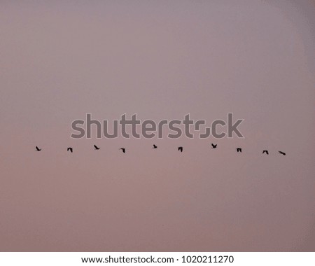 Many heron egret migrating birds flying in the orange sky during sunset forming a line beautiful scene with copy space