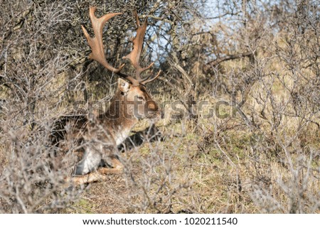 Male Fallow deer laying to ruminate