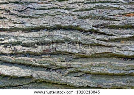 tree background texture