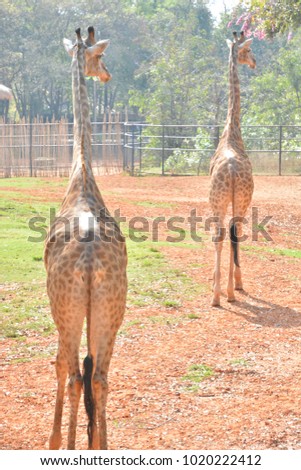 giraffe couple in the zoo