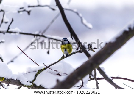 The great tit (Parus major) with a yellow breast sitting on a branch after a snowfall. Frosty day, a lot of snow. The middle of winter.