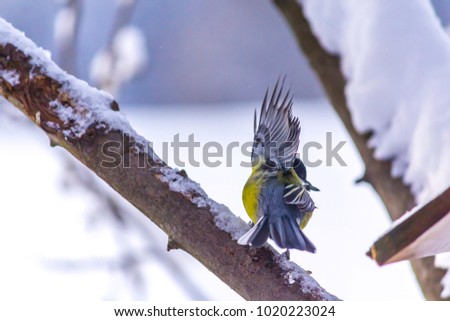 The great tit (Parus major) flapped its wing. Frosty day, a lot of snow. The middle of winter.