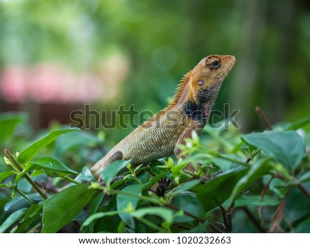 Close up of Thai chameleon on a branch of a tree