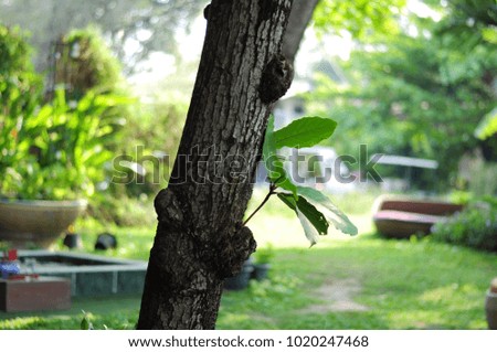 Close up of tree and leaf on nature background